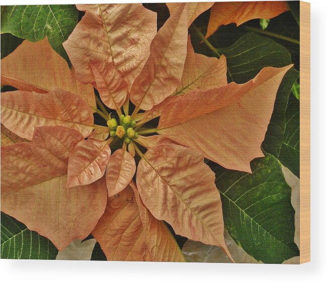 Flower Wood Print featuring the photograph Bronze Poinsettia 3 by VLee Watson
