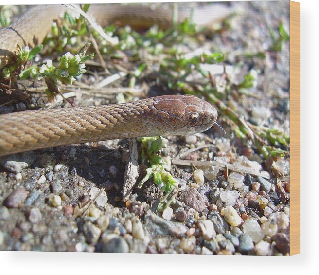 Snake Wood Print featuring the photograph Brown Snake by Kent Lorentzen