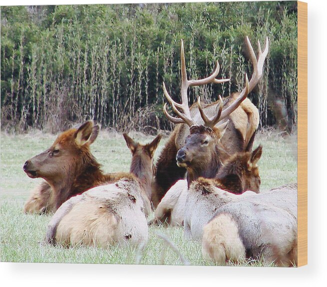 Elk Wood Print featuring the photograph Bull Elk and his girls 2 by Mary Halpin