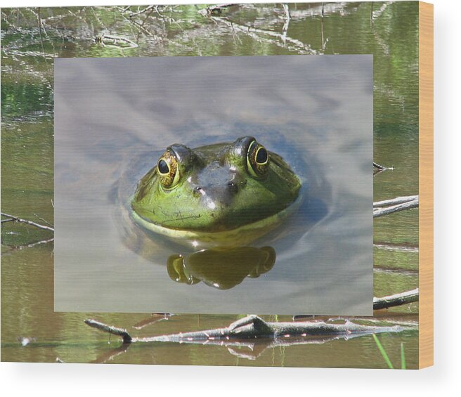 Frog Wood Print featuring the photograph Bull Frog and Pond by Natalie Rotman Cote