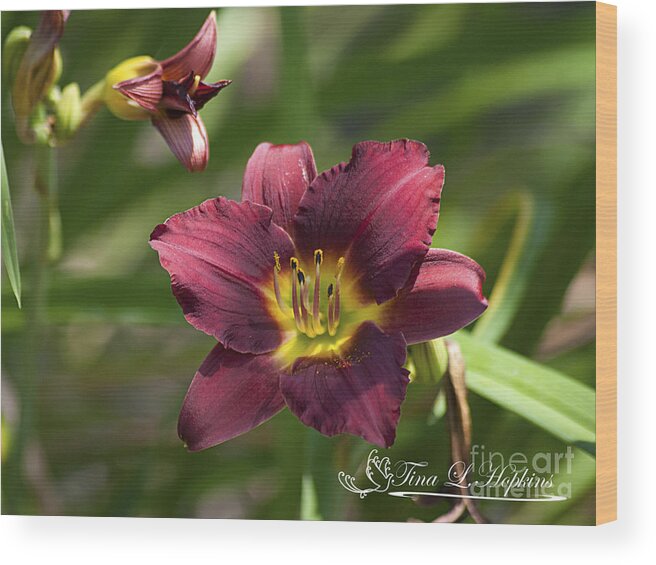 Day Lily Wood Print featuring the photograph Burgundy Day Lily 20120706_24 by Tina Hopkins