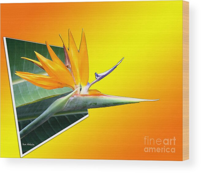 Surrealism Wood Print featuring the digital art Bursting Out of the Box by Sue Melvin