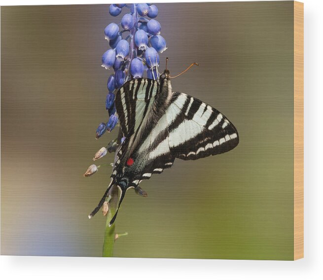 Zebra Swallowtail Wood Print featuring the photograph Butterfly Delight by Lara Ellis