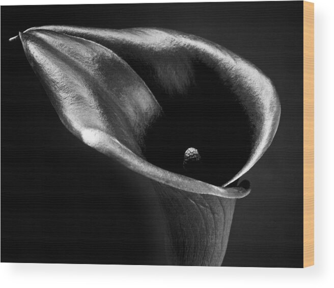All Wood Print featuring the photograph Calla Lily Flower Black and White Photograph by Nadja Drieling - Flower- Garden and Nature Photography - Art Shop