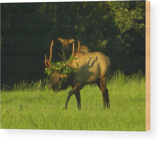 Elk Wood Print featuring the photograph Camoflaged Elk With Shadows by Gallery Of Hope