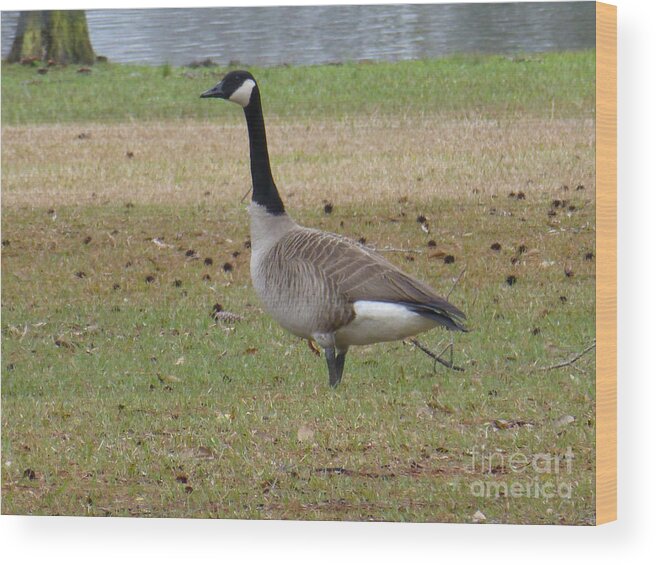 Tree Wood Print featuring the photograph Canadian Goose Strut by Joseph Baril