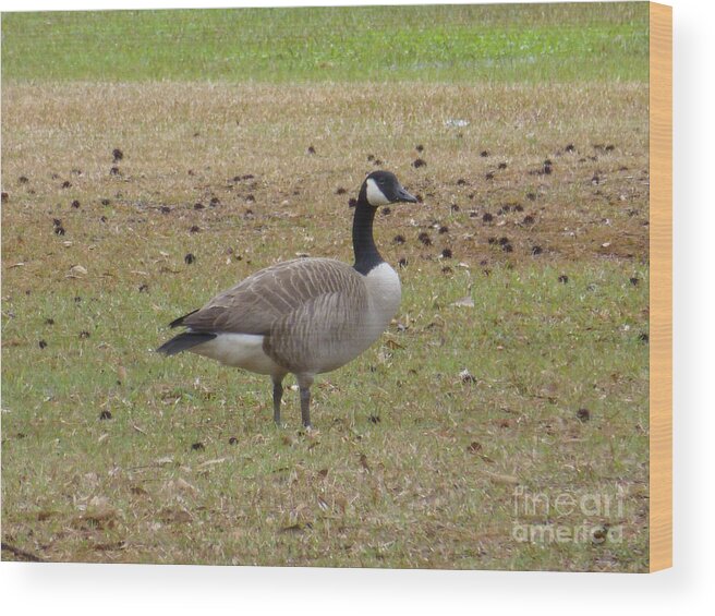 Tree Wood Print featuring the photograph Canadian Goose Strutting by Joseph Baril