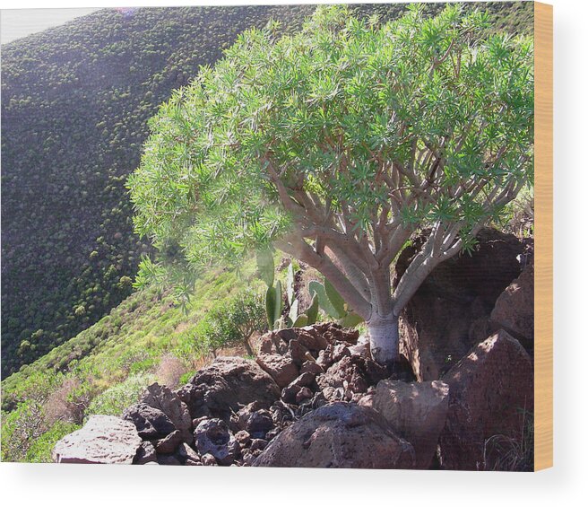 Trees Wood Print featuring the photograph Canary Islands by Jean Wolfrum