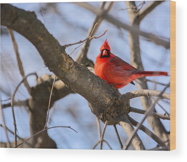  Cardinal Red Bird Nature White Wildlife Background Animal Tree Feather Wing Male Branch Beak Isolated Winter Green Songbird Vector Avian Black Northern Christmas Colours Beautiful Snow Leafless Wooded Crown Wood Print featuring the photograph Cardinal by James Canning