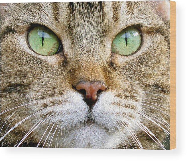 Cat Wood Print featuring the photograph Cat Portrait 1 by Helene U Taylor