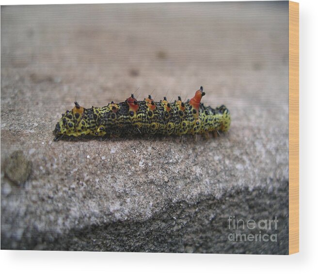 Abadiania Wood Print featuring the digital art Caterpillar by Carol Ailles