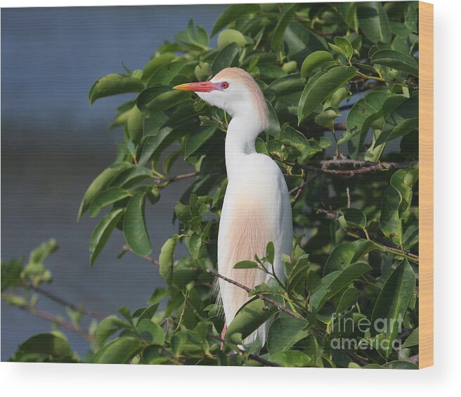 Cattle Egret Wood Print featuring the photograph Cattle Egret Portrait by Jayne Carney
