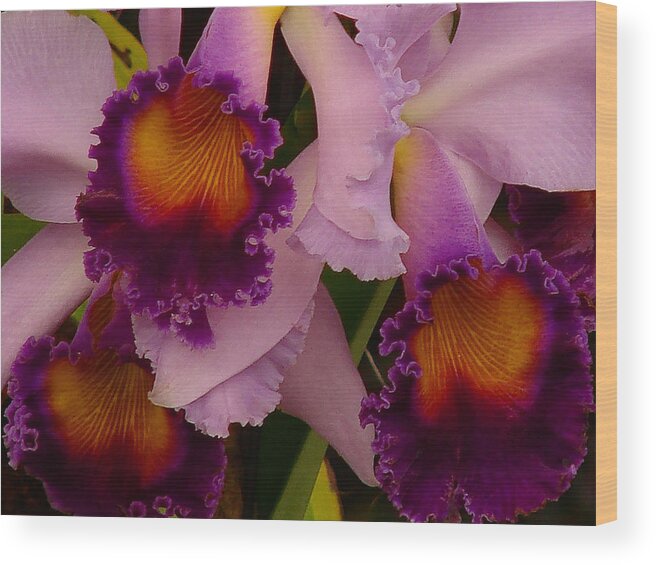 Flower Wood Print featuring the photograph Cattleya Frills by Blair Wainman
