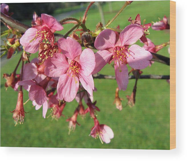 Cherry Blossoms Wood Print featuring the photograph Cherry Blossom 2 by Helene U Taylor