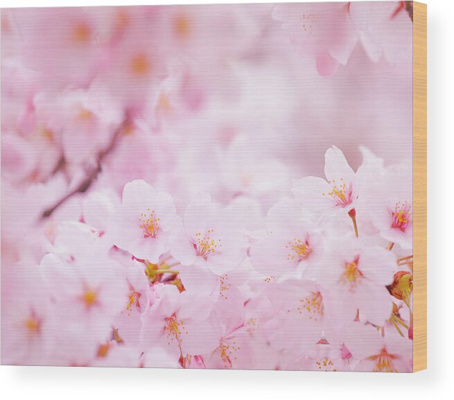 Season Wood Print featuring the photograph Cherry Blossom by Ngkaki