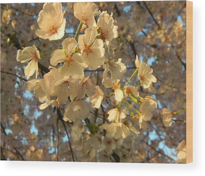 Cherry Blossoms Wood Print featuring the photograph Cherry Blossoms by Emmy Marie Vickers