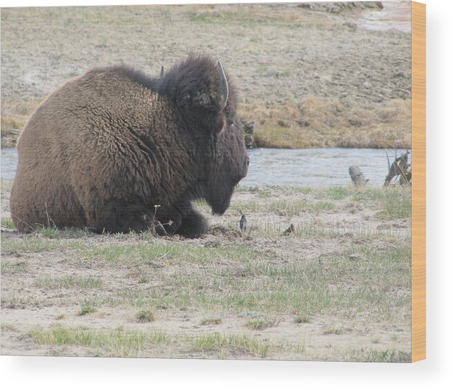 Buffalo In Yellowstone Wood Print featuring the photograph Chillng in Yellowstone by Shawn Hughes