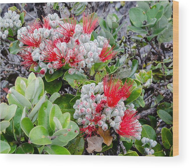 Red-green-white Wood Print featuring the photograph Christmas Berries by Georgette Grossman