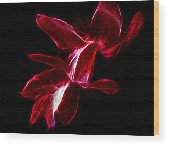 Christmas Cactus Flower Wood Print featuring the photograph Christmas Cactus Flower by Shane Bechler