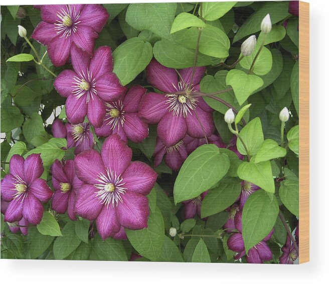 Color Photographs Wood Print featuring the photograph Clematis by Penny Lisowski