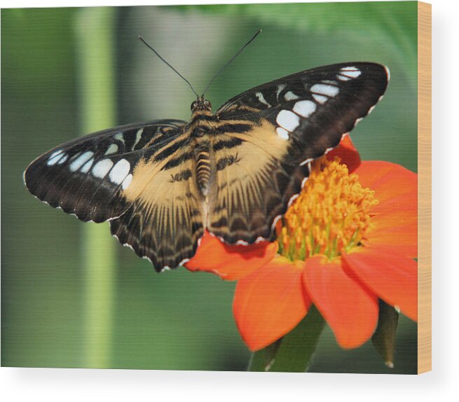 Clipper Butterfly Wood Print featuring the photograph Clipper Butterfly on Flower by John Dart