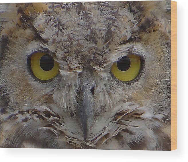 Great-horned Owl Wood Print featuring the photograph Close-up by Blair Wainman