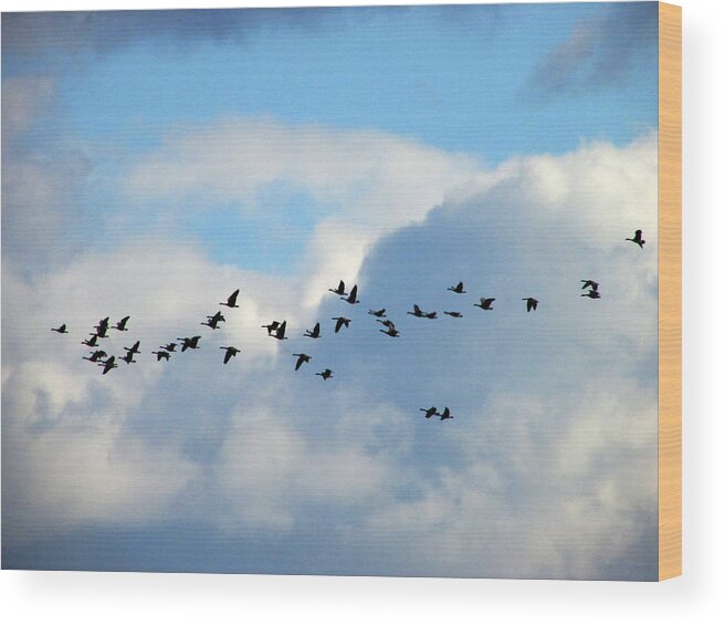 Geese Wood Print featuring the photograph Clouds and Migration by Kimberly Mackowski