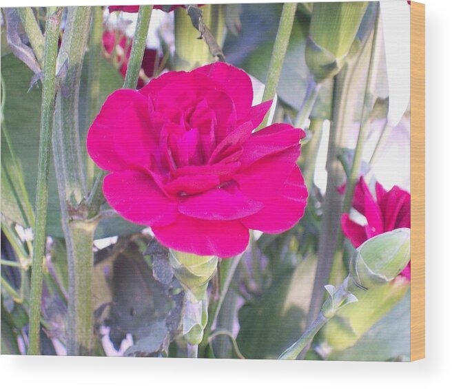 Dark Pink Carnation Flower Bloom. Wood Print featuring the photograph Colorful Carnation by Belinda Lee