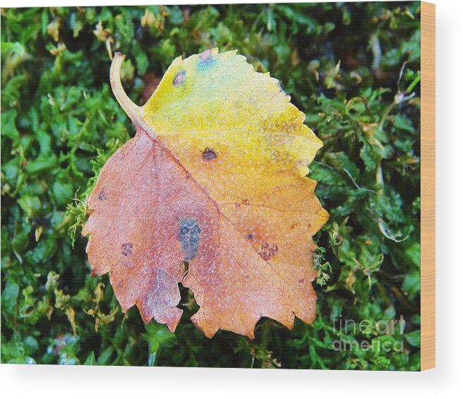 Fall Wood Print featuring the photograph Colorful fall leaf by Karin Ravasio