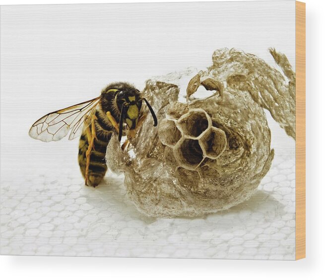 Common Wasp Wood Print featuring the photograph Common Wasp And Nest by Ian Gowland