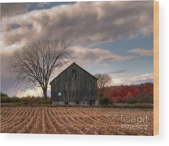 Farm Wood Print featuring the photograph Corn Rows by Terry Doyle