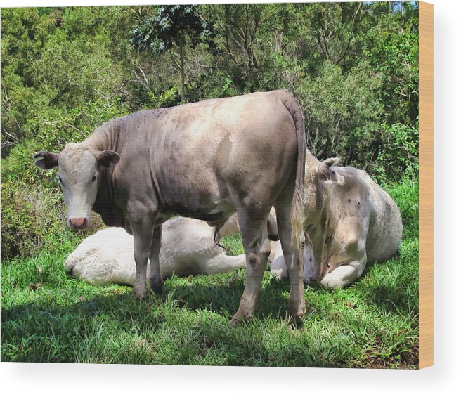 Cattle Wood Print featuring the photograph Cow 5 by Dawn Eshelman