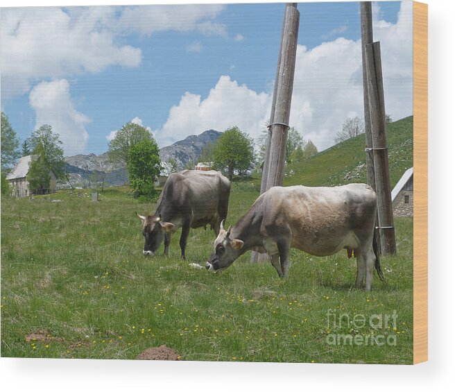 Cows Wood Print featuring the photograph Cows - Durmitor National Park - Montenegro by Phil Banks