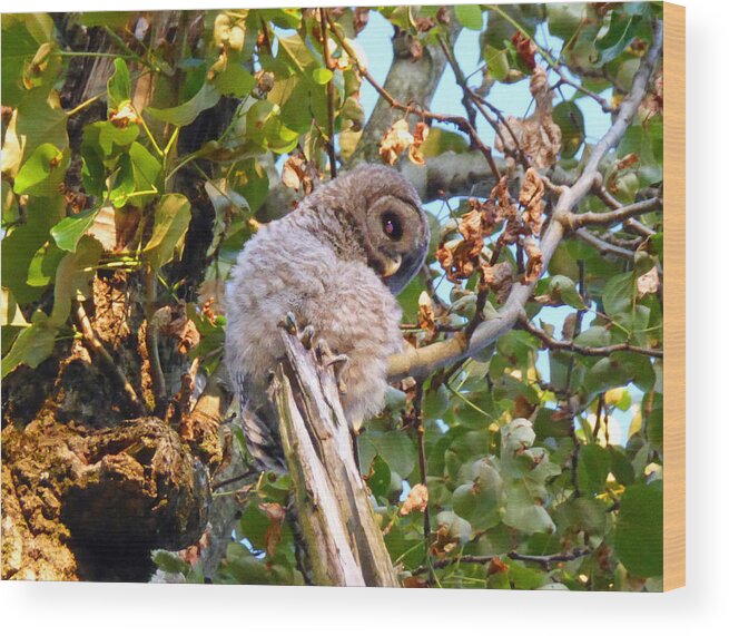Owl Wood Print featuring the photograph Shy Owlet by Laurie Tsemak