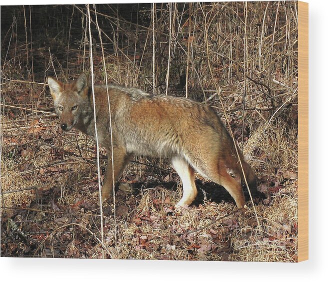 Cades Cove Wood Print featuring the photograph Coyote in the Cove by Douglas Stucky