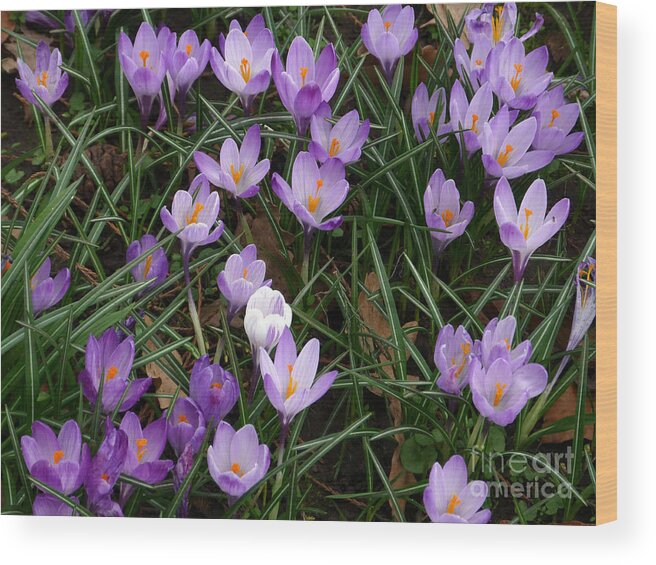Crocus Wood Print featuring the photograph Crocus Flowers - Early Spring by Phil Banks
