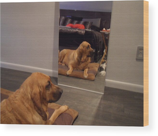 Bloodhound Wood Print featuring the photograph Cujo's Reflection by Val Oconnor