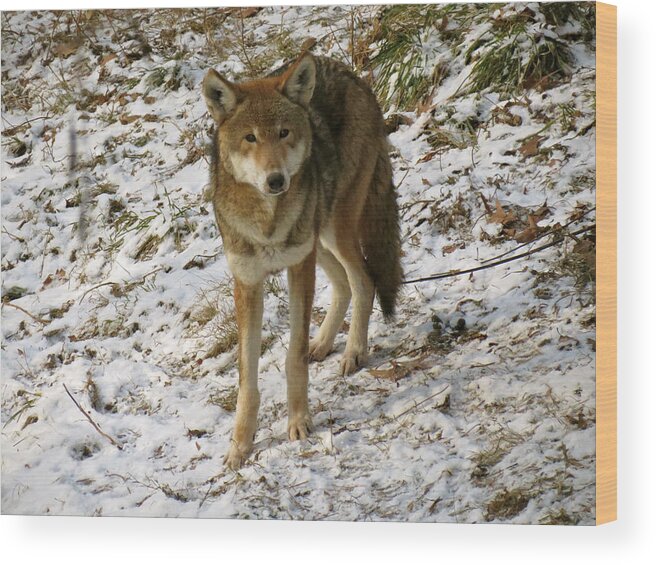 Red Wolf Wood Print featuring the photograph Curiosity by Azthet Photography