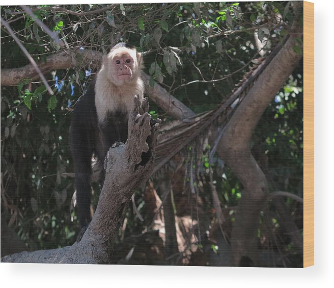 Capuchin Wood Print featuring the photograph Curious by Jessica Myscofski