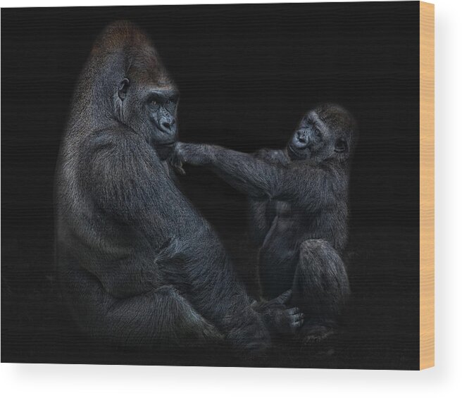 Animals Wood Print featuring the photograph Daddy is a left hook like this by Joachim G Pinkawa