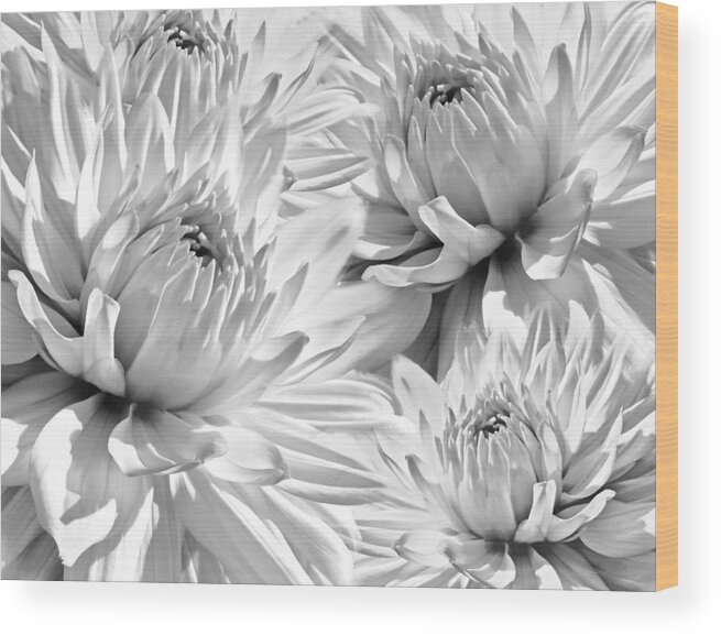 Dahlia Wood Print featuring the photograph Dahlia Flowers Bouquet Monochrome by Jennie Marie Schell