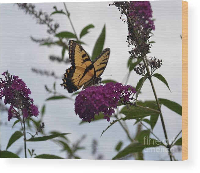 Butterfly Wood Print featuring the photograph Dainty by Judy Wolinsky