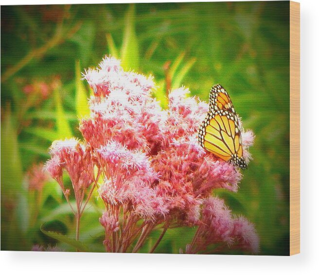 Monarch Butterfly Wood Print featuring the photograph Dancing Butterfly by Kimberly Woyak