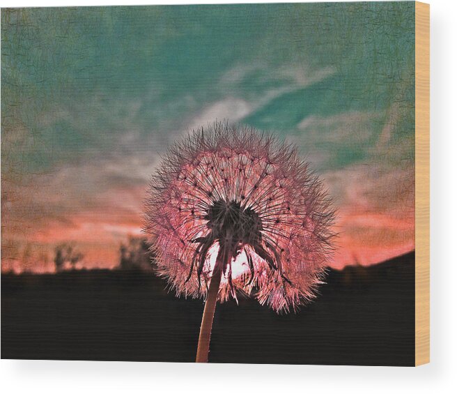 Dandelion Wood Print featuring the photograph Dandelion at Sunset by Marianna Mills