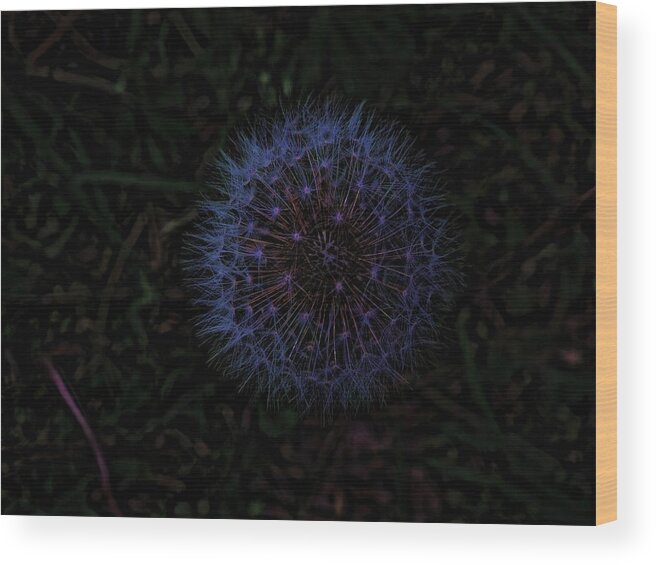Dandelion Wood Print featuring the digital art Dandelion Fireworks by Robert Rhoads