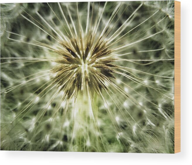 Dandelion Wood Print featuring the photograph Dandelion Seeds by Marianna Mills