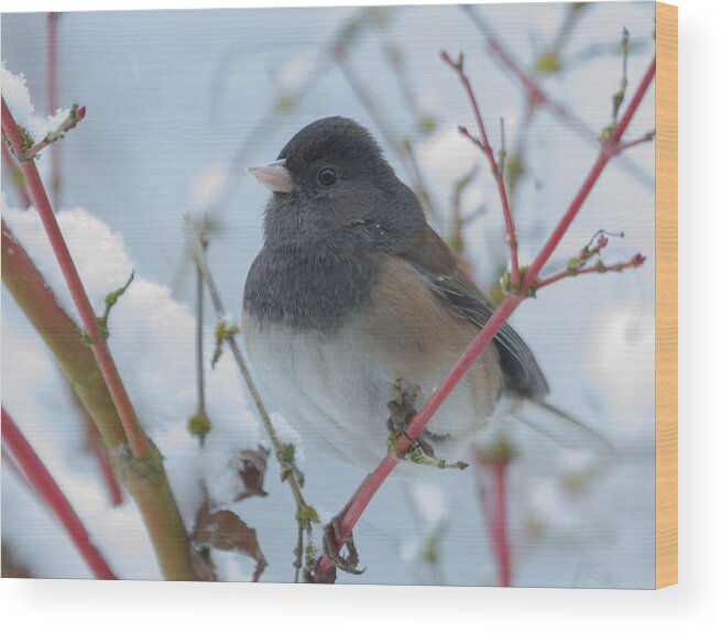 Junco Wood Print featuring the photograph Dark-eyed Junco in Winter by Angie Vogel