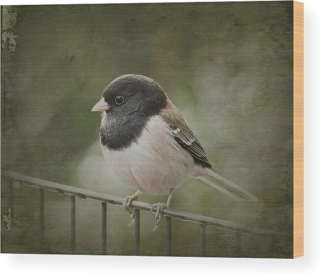 Birds Wood Print featuring the photograph Dark-Eyed Junco by Parrish Todd