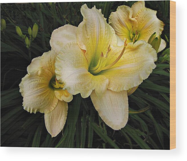 Day Lilies Wood Print featuring the photograph Day lilies a short life by David Dehner