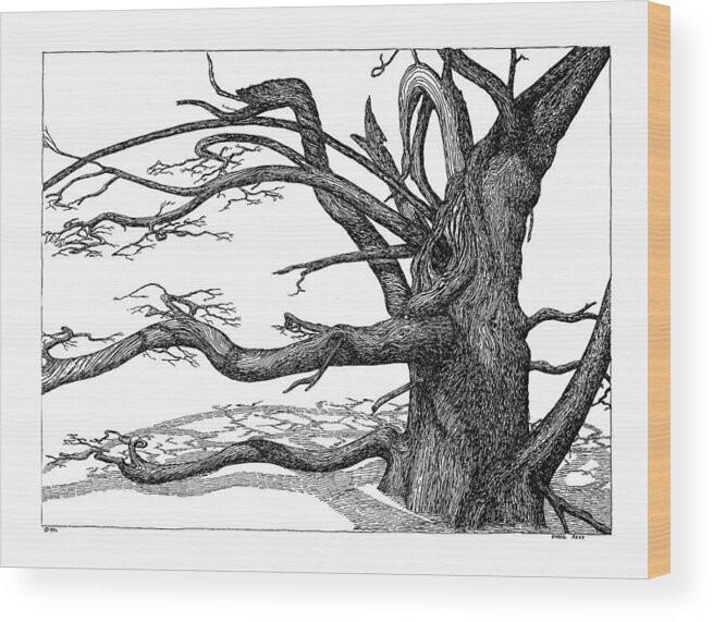 Nature Wood Print featuring the drawing Dead Tree by Daniel Reed